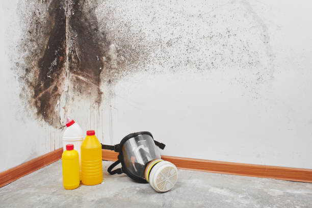Best Certified Mold Removal  in Torrington, WY