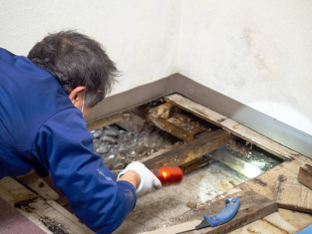 Trusted Torrington, WY Mold Removal Experts