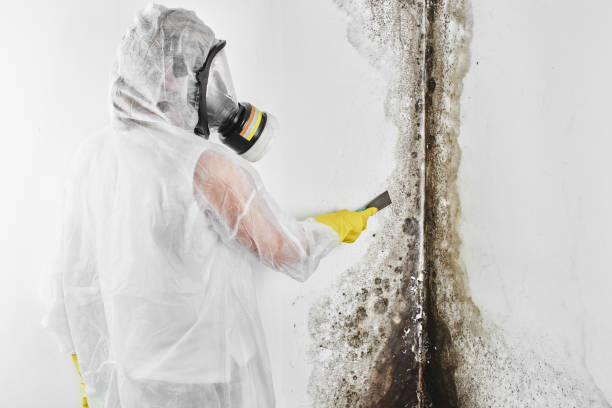 Best Attic Mold Removal  in Torrington, WY