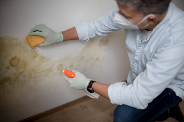 Best Mold Damage Repair  in Torrington, WY
