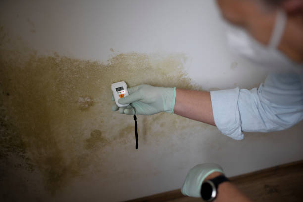 Best Affordable Mold Removal  in Torrington, WY