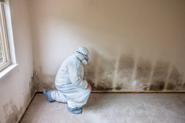 Best Residential Mold Removal  in Torrington, WY