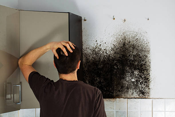 Best Mold Cleaning Services  in Torrington, WY