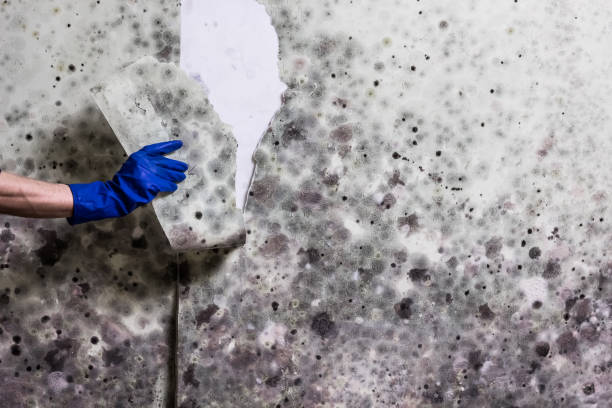 Crawl Space Mold Removal in Torrington, WY